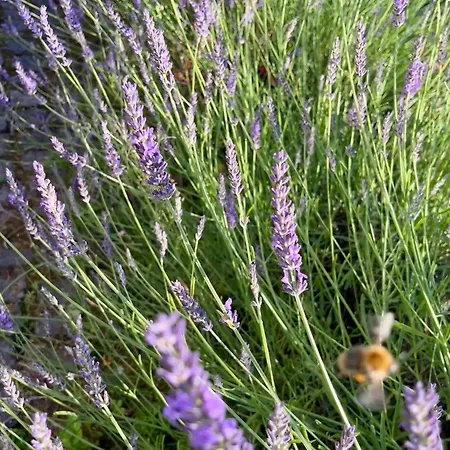 Brinker Bleibe 펜션 *